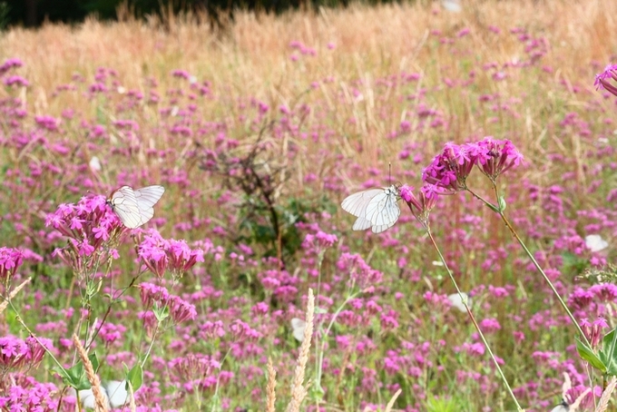 AMBIENTAZIONE FARFALLE PARCO DEL TICINO